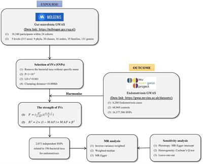 Association between gut microbiota and endometriosis: a two-sample Mendelian randomization study